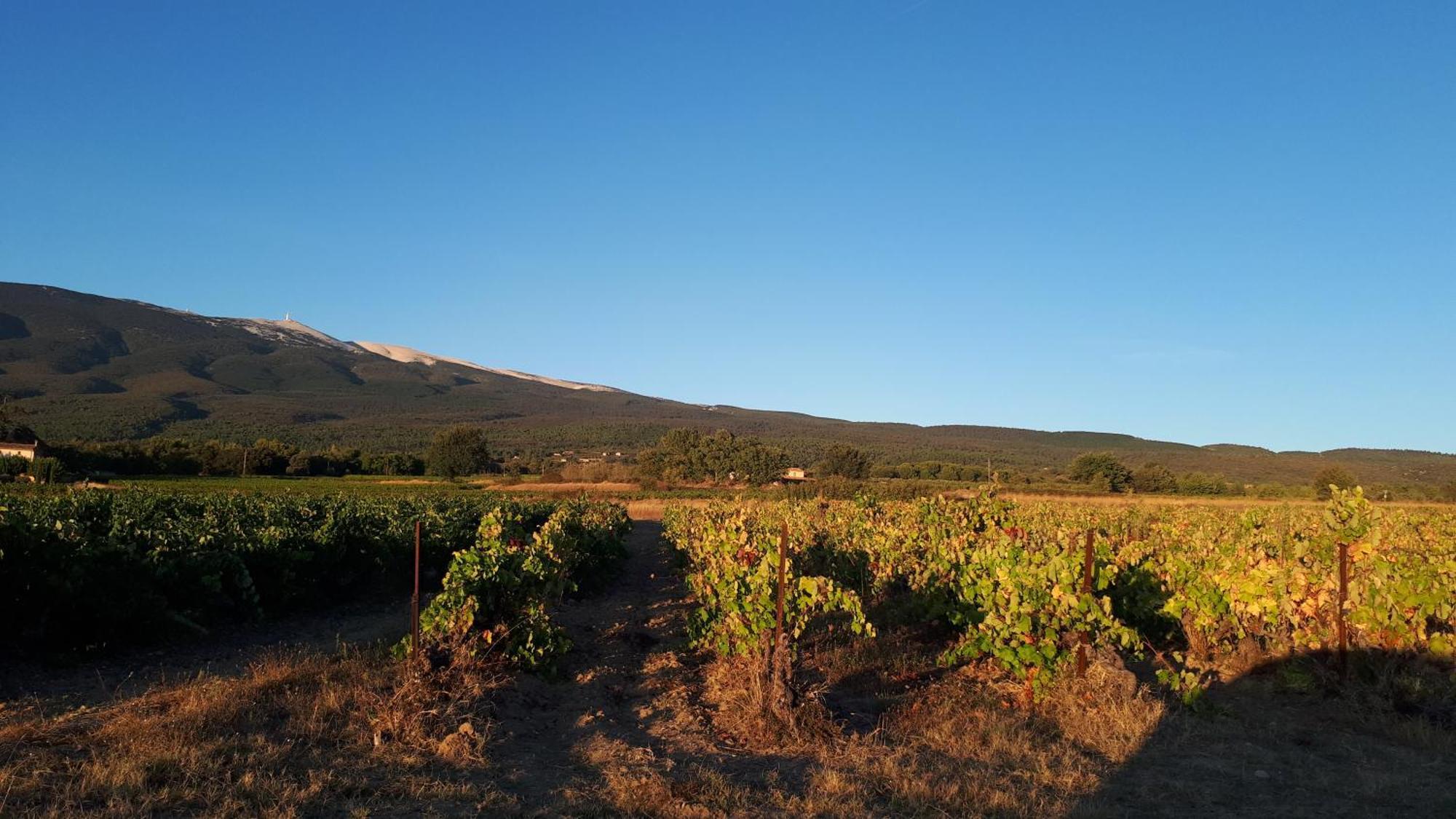 La Carriera, Petite Maison Sud Ventoux, Au Charme Provencal Bédoin Eksteriør billede